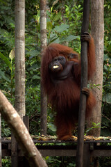 Pangkalan Bun, Borneo, Indonesia - July 23, 2022: Orang Utan eat Bananas in the jungle