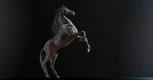 Dark Stallion Rearing Up Against Black Background With Side Light On Body, Horse Animation