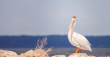 An American White Pelican Standing On Rocks By A Lake