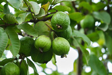 Organic Guava Fruit. Green Guava Fruit Hanging On Tree In Agriculture Farm Of India In Harvesting Season, This Fruit Contains A Lot Of Vitamin C.