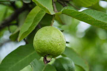 Poster - Organic guava fruit. green guava fruit hanging on tree in agriculture farm of India in harvesting season, This fruit contains a lot of vitamin C.