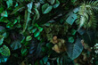 Leinwandbild Motiv Full Frame of Green Leaves Pattern Background, Nature Lush Foliage Leaf Texture, tropical leaf