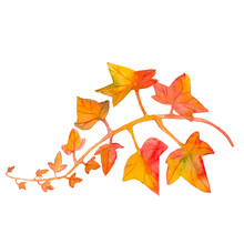 Ivy Leaves. Boston Ivy, Watercolor, White Background.Hanging Branches Of Autumn Ivy With Yellow And Red Leaves. Set Of Floral Decorative Elements Isolated, On A White Background