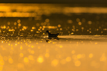 wader bird in the lake,with bokeh light, The red-necked phalarope, also known as the northern phalarope and hyperborean phalarope, is a small wader