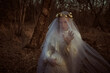 ghost of beautiful bride