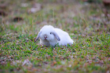 Wall Mural - Cute little bunny holland lop sitting and playing on the meadow in the garden. Symbol of Easter holiday.