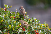 Two Sparrows (passerida) Sitting On A Bush Of Firethorn (pyracantha) With Red Berries