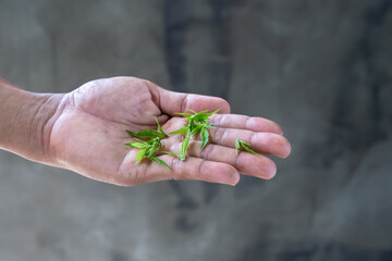 Young shoots of cannabis, marijuana shoots. A young leaves of cannabis in the hand of woman. Cannabis medicine, healthy lifestyle and ecology concept