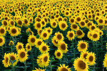 Sunflowers Blooming In Summer Field