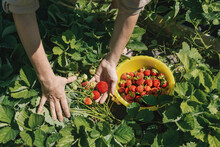 Hands Of Farmer Picking Strawberries In Field On Sunny Day