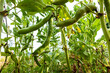 © Westend61 - Bush beans growing in vegetable garden