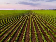 Green Field With Rows Of Soybean Plants