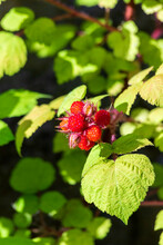 Japanese Wineberry (Rubus Phoenicolasius) Growing Outdoors