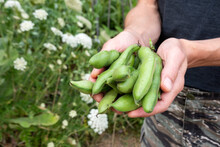 Hands Of Man Holding Bunch Of Homegrown Bush Beans