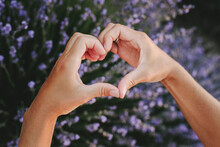 Hands Of Woman Gesturing Heart Shape Over Lavender Plants