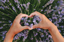 Hands Of Woman Gesturing Heart Shape In Lavender Field