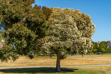 Canvas Print - Blooming tea tree (Melaleuca alternifolia) in the park. 