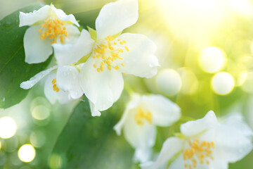 Sticker - Jasmine flowers closeup. White Jasmin flowers blooming in spring garden. Aroma therapy, fragrant tea, perfume ingredient. Botany background 