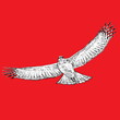 illustration of a hawk