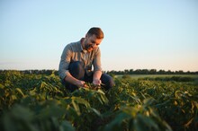 A Farmer Inspects A Green Soybean Field. The Concept Of The Harvest