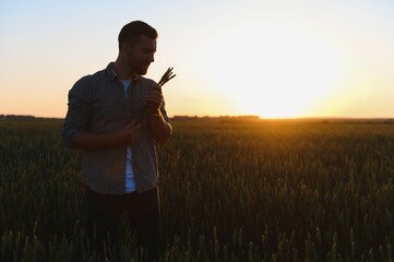 Wall Mural - Closeup shot of a man checking the quality of the wheat spikelets on a sunset in the middle of the golden ripen field. Farm worker examines the ears of wheat before harvesting. Agricultural concept