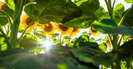 Wall Mural - Sunflower field on a sunny summer day. Panorama of blooming yellow flowers against a blue sky background. Eco cultivation. Large flowers and strong sun. Blurred background.