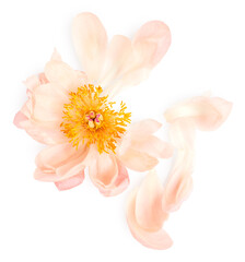 Sticker - Peony flower isolated on white background