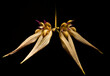Flower of the orchid Bulbophyllum elizabeth ann