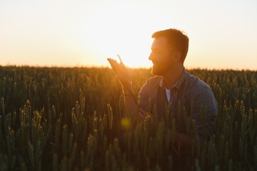 Wall Mural - Closeup shot of a man checking the quality of the wheat spikelets on a sunset in the middle of the golden ripen field. Farm worker examines the ears of wheat before harvesting. Agricultural concept