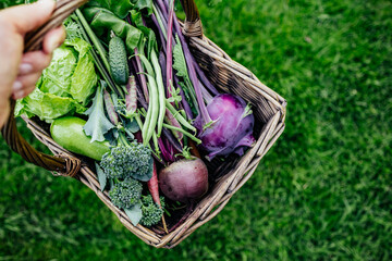 Wall Mural - Basket vegetables cabbage, lettuce, carrots, cucumbers, beets, beans, peas, zucchini, broccoli, purple kohlrabi.