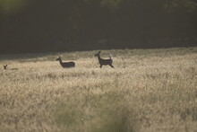 Three Deer Walking In A Field Near A Forest