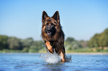 German Shepherd Dog On Water