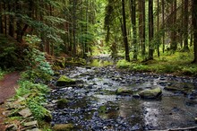 Stream In The Forest