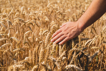 Wall Mural - Farmer's hands touch young wheat. Farmer's hands close-up. The concept of planting and harvesting a rich harvest. Rural landscape.
