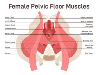Anatomy of female pelvic floor muscles. Crotch anatomy, pelvic floor