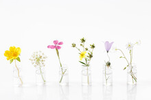 Different Healing Flowers In Small Glass Bottles On White Background