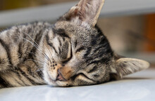 Portrait Of A Sleeping Kitten