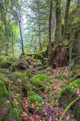 Poster - Ravine in a an old growth forest with mossy stones