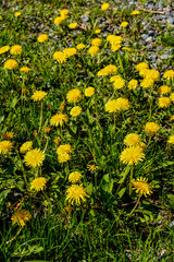 Canvas Print - Close-up view of beautiful blooming dandelions, selective focus