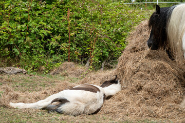 Canvas Print - pretty brown and white horse eating with her foal asleep in the hay