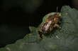 Als Wildbienen bezeichnet man sämtliche Arten der Bienen aus der Überfamilie Apoidea mit Ausnahme der als Nutztiere gehaltenen Honigbienen.