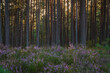 Soft focus image of moody pine forest with purple heather in the foreground lit by evening sun