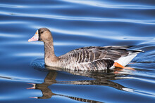 Close Up Of Greater White-fronted Goose (Anser Albifrons) Swimming In A Pond At Sacramento National Wildlife Refuge, California