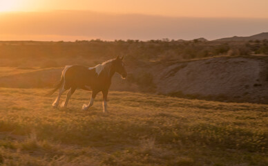 Wall Mural - Wild Horse at Sunset in the Utah Desert