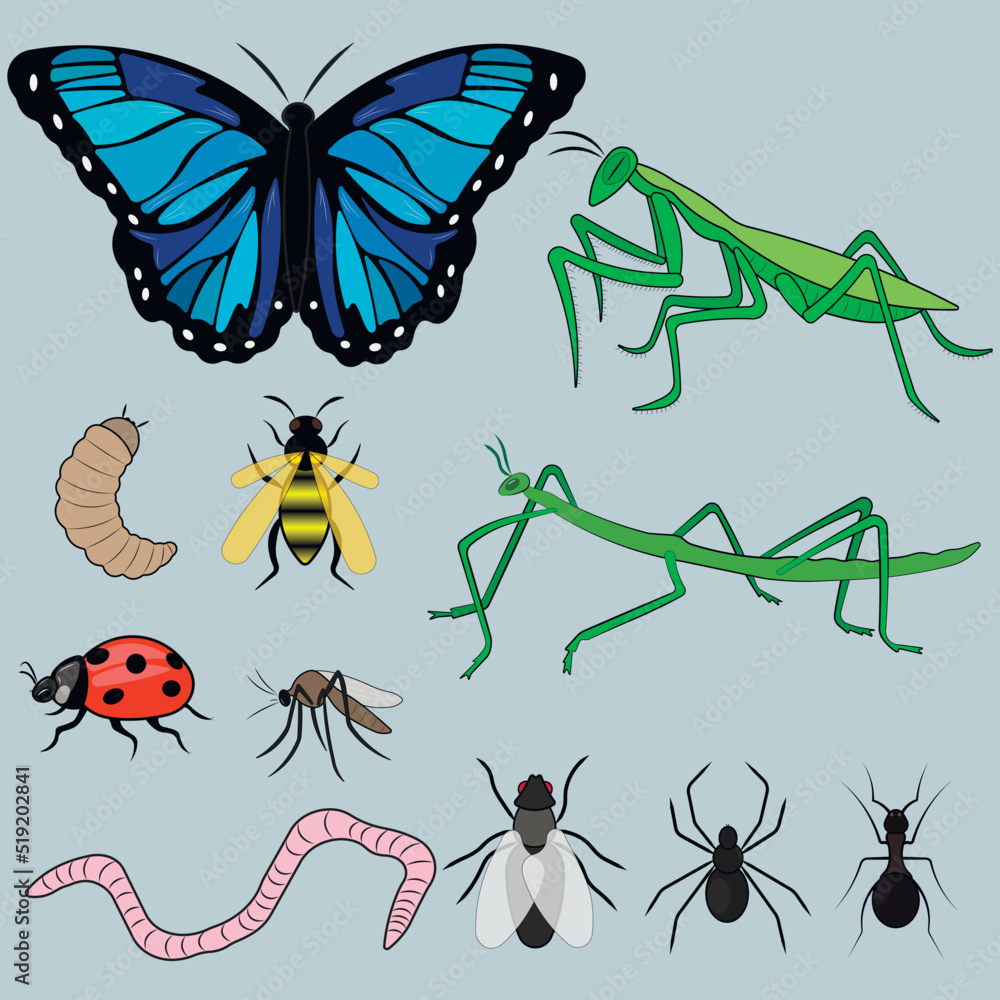 Insects Signange Signs, symbols of insects on an isolated light background. Butterfly ...