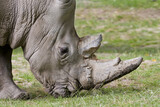 Fototapeta Sawanna - Głowa nosorożca białego