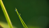 Fototapeta  - rosa na zielonej trawie, krople