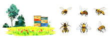 Watercolor Summer Scene With Bee Hives. Honey Bee, Beekeeping, Honey Farm, Apiary Background. Blooming Lavender Field, Meadow, Sunflowers Scenery
