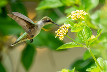 Ruby-throated Hummingbird (Archilochus Colubris) Feeding On Lantana Flower