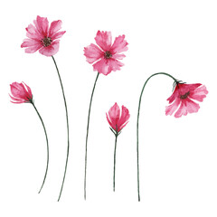 buds and blooming pink flowers, watercolor cosmos flowers illustration.